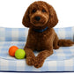 Orthopedic Bolster Dog Bed – CertiPUR-US Foam, Recycled Polyester Canvas, Washable Cover, Anti-Slip Bottom, Large, Light Blue Check – Stylish Designer Dog Sofa