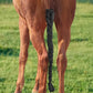 Harrison Howard 3 Tube Stretchy Fabrics Adjustable Closure Lightweight Horse Tail Bag for Horses Braid-in Tail Bag