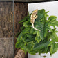 Reptile Plants for Terrarium, Amphibian Habitat Decor Artificial Hanging Plants with Suction Cup - Fake Sweet Potato Vine