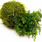Live Aquarium Plants on Driftwood, Lava Rock, Moss, Fiber Mat - Freshwater Fish Tanks - Easy, Beginner Friendly (Mini Bolbitis on Clay Moss Ball)