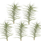 Live Air Plants - Tillandsia Albida 7-12" - 5ct – ragnaroc Live Indoor Plant - Live Arrival Guaranteed - House Plants for Home Decor & Gift