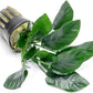 Anubias Live Aquarium Plants - Potted Freshwater Plant for Fish Tanks, Terrariums - Beginner Friendly Low Light (Nana, 3 Pots)