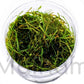 30+ Stems Package Starter Beginner Set Live Aquarium Plants Java Moss, Micro Sword, Rosette Amazon Sword, Anubias, Java Fern and More by Mainam