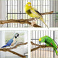 kathson Natural Parrot Perch Bird Stand Pole Wild Grape Stick Paw Grinding Fork Parakeet Climbing Standing Branches Toy Chewable Cage Accessories for Small Budgies Cockatiels Lovebirds 3PCS