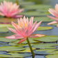 Live Hardy Water Lily Tubers Rhizomes Bulb Seed Nymphaea Aquatic Pond Plants Water Gardens Pre-Grown Flower in White Pink Red Yellow Orange Blue Purple (1, Peach Hardy Pond Lily)