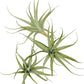 Live Air Plants - Tillandsia Albida 3-5" - 1ct – ragnaroc Live Indoor Plant - Live Arrival Guaranteed - House Plants for Home Decor & Gift