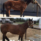 Super Weight Gain 10 lb, Equine Vitamin Mineral, Probiotic & Weight Gain Supplement