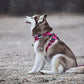 TRUE LOVE Truelove Adjustable No-Pull Dog Harness Reflective Pup Vest Harnesses Comfortable Control Brilliant Colors TLH5651(Fushcia,M)