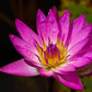 Live Hardy Water Lily Tubers Rhizomes Bulb Seed Nymphaea Aquatic Pond Plants Water Gardens Pre-Grown Flower in White Pink Red Yellow Orange Blue Purple (1, Pink Hardy Pond Lily)