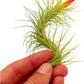 Air Plants - Tillandsia Funckiana Hybrid, Large 5-7" - 3ct - Live Arrival Guaranteed - House Plants for Home Decor & Gift