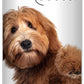 The Blissful Dog Labradoodle Unscented Nose Butter - Dog Nose Butter, 0.50 Ounce