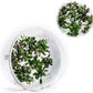Ultum Nature Systems Live Tissue Culture - Bucephalandra Kedagang Round Mini - Easy Care - Low to Medium Light - Dark Green and Red Accent - Foreground - 100% Snail Free Grown in-Vitro - Small Cup
