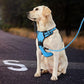 IVY&LANE No Pull Dog Harness for Medium Dogs, Dog Vest Harness with Leash, Safety Belt and Storage Strap, Fully Adjustable, 360 Reflective Strip, Soft Handle (Blue, M)