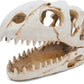 Dinosaur Animal Skull Aquarium Large Décor Cave Decorations Fish Hideout Tank Betta Tarantula Reptile Snake for Terrarium Decor Ornament Bones Halloween