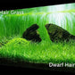 4 Pack Aquarium Plant S.e.e.ds, no Artificial Plastic Plant, Fish Tank Live Grass for All Substrate (0.36ozTiny+0.36oz Long+0.36oz Short+0.36oz Big Dual) ZQV-005