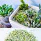 7lb Jade Bean Pebbles,1/4 Inch Cactus Bonsai DIY Rocks, Natural Succulent Rock and River Rocks Decorative for Aquariums, Vases, Terrarium, Outdoor Gardening, Top Dressing for Potted Plants
