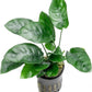 Anubias Live Aquarium Plants - Potted Freshwater Plant for Fish Tanks, Terrariums - Beginner Friendly Low Light (Nana, 3 Pots)