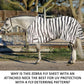 Schneiders Soft Interlock Mesh II Zebra Horse Fly Sheets | Striking Zebra Pattern for Fly Deterrence & Superior UV Protection