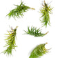 Live Air Plants – Tillandsia Araujei, Large 5” – 5ct – Live Arrival Guaranteed – House Plants for Home Décor & Gift