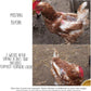 Pampered Chicken Mama Molting Supplement for Chickens: Fluffiest Feathers Ever Backyard Chicken Feed and Supplies for Hens (2 pounds)