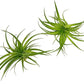 Live Air Plants - Tillandsia Geminiflora 1-3" - 2ct – ragnaroc Live Indoor Plant - Live Arrival Guaranteed - House Plants for Home Decor & Gift