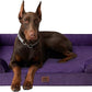 EHEYCIGA Orthopedic Dog Beds for Extra Large Dogs, Waterproof Memory Foam XXL Dog Bed with Sides, Non-Slip Bottom and Egg-Crate Foam Big Pet Couch Bed with Washable Removable Cover, Purple