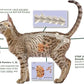 Feline Peptides, Peptides for Cats, Life Extending Cat Supplement, Immune Supplement, Joint Supplement, Skin and Coat Supplement for Cats, 60 Tablets