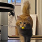 Loty Store 50PCS Cat Toys Balls 3CM,Soft Colorful Pompoms Ball Cat Chew Toy Kitten Pet Toy, Scratching Balls Toy Interactive Pet Supplies for Cats Kittens Dog