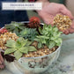 Royal Imports 5LBS River Pebbles Decorative Ornamental Rocks, Garden Landscaping Stones, Gravel Filler for Plants, Vases, Succulents, Home Decor, Aquariums, Crafting, Animal Habitat - Mini Natural