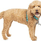 PetSafe 3 in 1 Dog Harness - No Pull Solution for Dogs - Reflective Dog Harness - Front D-Ring Clip Helps Stop Pulling - Comfortable Padded Straps - Top Handle Enhances Control - Teal - Small