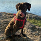 PUPTECK No Pull Dog Harness Soft Adjustable Basic Nylon Step in Puppy Vest Outdoor Walking with ID Tag X-Small DeepPink