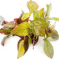 Live Aquarium Stem Plants - Freshwater Aquatic Plant for Fish Tanks, Aquascaping - (Alternanthera Red Broad Leaf, 1 Bunch)