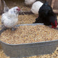 Pampered Chicken Mama Chick Feed - Premium Chicken Scratch Treat - High Protein & Calcium Grower Feed for Laying Hens (10 lbs)