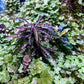 Live Aquarium Stem Plants - Freshwater Aquatic Plant for Fish Tanks, Aquascaping - (Diamond Ludwigia Peruensis, 1 Bunch)