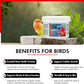 Morning Bird Calcium Plus Powder for Birds 6 oz – Calcium Carbonate Powder with Magnesium Glycinate & Vitamin D – Bone Strength & Immune Support Supplement – Calcium Formula for All Bird Sizes