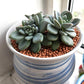 TOYPOPOR Clay Pebbles Gardening Ceramsite Orchid Hydroponic Grow Media Clay Rocks Drainage Water Purification Ceramsite Decor Cultivation Soil Stone Horticultural Grade for Hydroponics Aquaponics 6lb