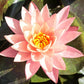 Live Hardy Water Lily Tubers Rhizomes Bulb Seed Nymphaea Aquatic Pond Plants Water Gardens Pre-Grown Flower in White Pink Red Yellow Orange Blue Purple (1, Peach Hardy Pond Lily)