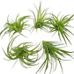 Live Air Plants - Tillandsia Geminiflora 1-3" - 5ct – ragnaroc Live Indoor Plant - Live Arrival Guaranteed - House Plants for Home Decor & Gift