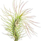 Air Plants - Tillandsia Funckiana, Large 5" - 3ct - Live Arrival Guaranteed - House Plants for Home Decor & Gift