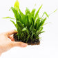 Java Fern Live Aquarium Plants – Windelov, Narrow Leaf & More– Easy Aquascaping Plants for Freshwater Tanks, Low Light, No CO₂ (Java Fern Narrow Leaf Mat)