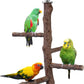 Bird Perch Stand Toy, Natural Wood Parrot Perch Bird Cage Branch Perch Accessories for Parakeets Cockatiels Conures Macaws Finches Love Birds (M: 10" Length)