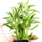 Pogostemon Octopus Potted Live Aquarium Plant Tropical Freshwater Decorations BUY2GET1FREE