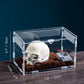 Magnetic Acrylic Case, micro habitat small Tarantula Enclosure enclosure for arboreal Tarantula Scorpion Sling Lizards Mantis Snake Gecko jumping spider snail Insect Isopods (7.8*4.7*4.7inch)