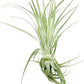 Live Air Plant - Tillandsia Gardneri 5-7” - ragnaroc Rare Collectors Indoor Tropical Plant - Live Arrival Guaranteed - House Plants for Home Decor & Gift