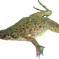 African Dwarf Frog Starter Kit- Includes Certificate for 2 Live Frogs- All-in-One Bundle with Book, Small Aquarium, Food, Instructions Now