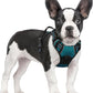 rabbitgoo Dog Harness No Pull with 2 Leash Clips, Adjustable Soft Padded, Reflective Oxford No Choke Pet Vest with Easy Control Handle for Small Dogs, Blue Coral, S