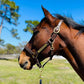 Leaders Leather Halter for Horses with Customized Engraved Name Plate Option Halter for Horse