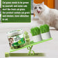 50g Cat Grass Teething Treat, Delicious Cat Grass Teething Snack Edible Cats Chew Toy for Teeth Cleaning and Hairball Removal