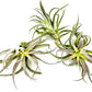Air Plants - Tillandsia Cacticola, Jumbo 6-9" - 2ct - Live Arrival Guaranteed - House Plants for Home Decor & Gift