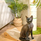 Nekosan Cat Scratcher Cardboard Bed, 27.5" Extra Large Cat Scratch Sofa Bed, Cat Scratcher Lounge Bed for Indoor Cats, 27.5 x 10 Inches Cat Couch Bed - Scratching Board